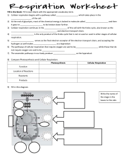 Cellular Respiration Practice