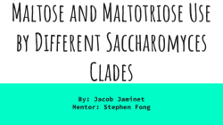 Maltose and Maltotriose Use by Different
