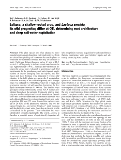 Lettuce, a shallow-rooted crop, and Lactuca serriola, its wild