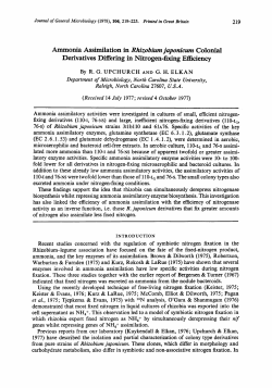 Ammonia Assimilation in Rhizobium japonicum