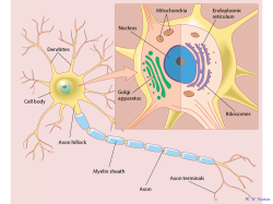 Chapter 2 Second Edition Cognitive Neuroscience The Biology of