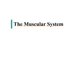 The Muscular System