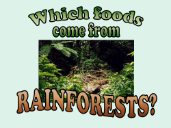 Rainforest Foods - Primary Resources