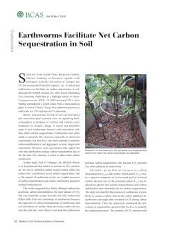 Earthworms Facilitate Net Carbon Sequestration in Soil