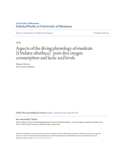 (Ondatra zibethica) : post-dive oxygen consumption and lactic acid