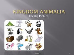 Kingdom Animalia