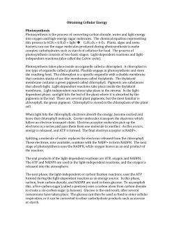 Obtaining Cellular Energy