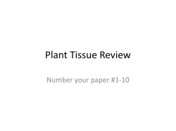 Plant Tissue Review - Dublin City Schools