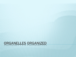 Organelles organized