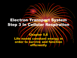 Electron Transport System