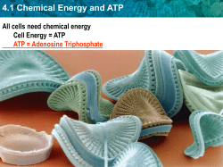 4.1 Chemical Energy and ATP Autotroph