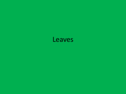 Leaves