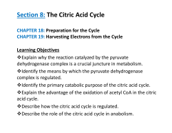 Section 8: The Citric Acid Cycle