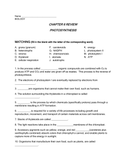 chapter 6 review photosynthesis matching