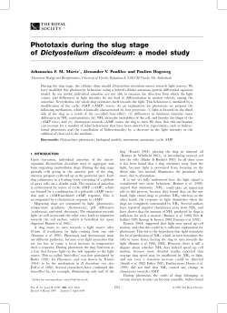 Phototaxis during the slug stage of Dictyostelium discoideum: a