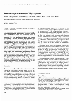 Prosomes (proteasomes) of higher plants