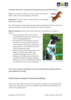 Useful Games to prepare for loose lead walking