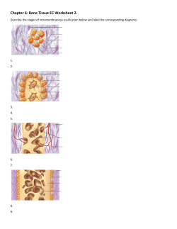 Chapter 6: Bone Tissue EC Worksheet 2.