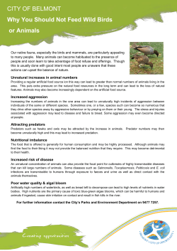 CITY OF BELMONT Why You Should Not Feed Wild Birds or Animals