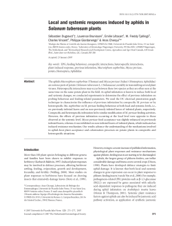 Local and systemic responses induced by aphids in