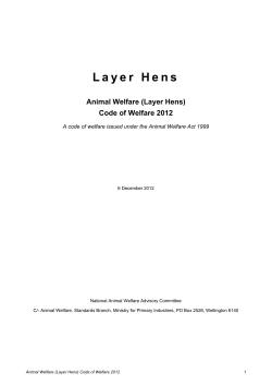 Layer Hens
