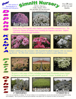 Hardy, showy and Fragrant, make Daphne a great plant that