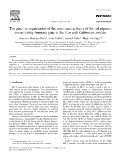 The genomic organization of the open reading frame of the red