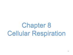 Glycolysis