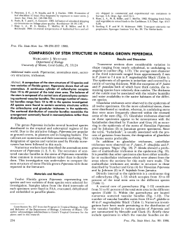 comparison of stem structure in florida grown peperomia