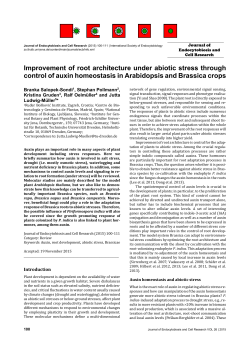Improvement of root architecture under abiotic stress through control