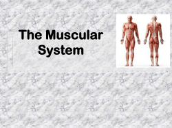 Muscular System Lecture