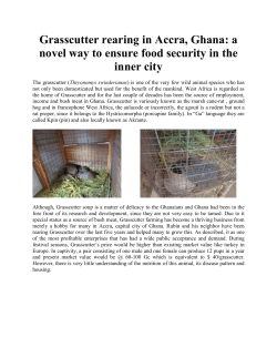 Panicum maximum is the grass of choice for the