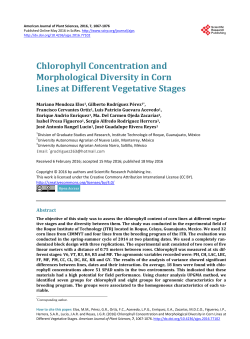 Chlorophyll Concentration and Morphological Diversity in Corn