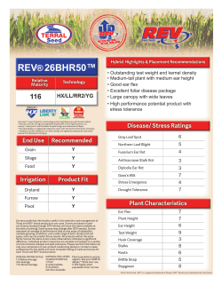 REV&reg;26BHR50 - Terral Seed