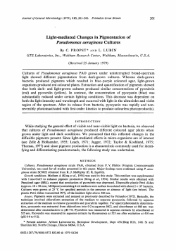 Pseudornonas aeruginosa Cultures
