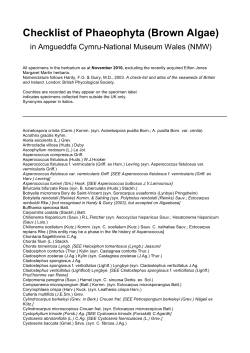 Checklist of Phaeophyta (Brown Algae)