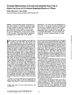 Terminal Differentiation of Ectodermal Epithelial Stem Cells of Hydra