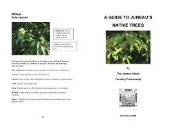 a guide to juneau`s native trees - by the Juneau Urban Forestry
