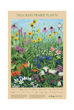 Prairie Plants poster. FH10