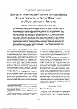 Changes in intermediate filament immunolabeling occur in