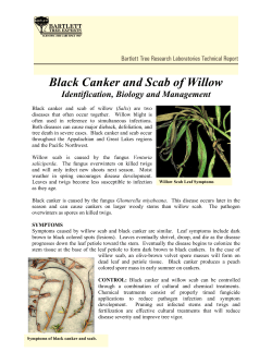 Black Canker and Scab of Willow