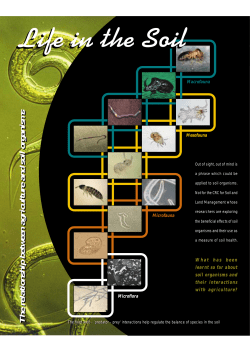 The relationship between agriculture and soil organisms