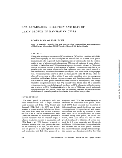 dna replication : direction and rate of chain growth in mammalian cells