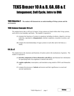 Skin, Cell Cycle/Mitosis