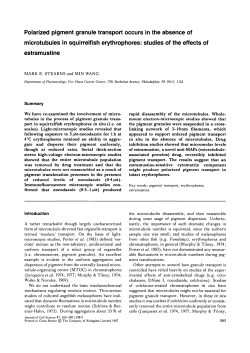 Polarized pigment granule transport occurs in the absence of