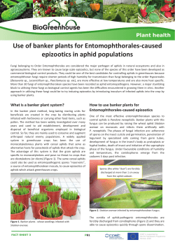 factsheet 03 Use of banker plants for Entomophthorales