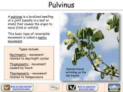 Pulvinus