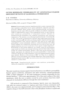 outer membrane permeability of lipopolysaccharide deficient