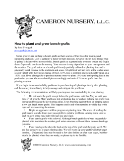 How to plant and grow bench-grafts