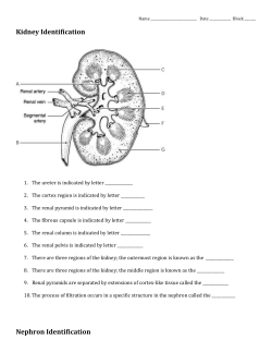 Kidney Identification